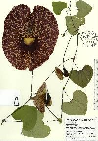 Aristolochia gigantea image