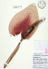 Amorphophallus bulbifer image