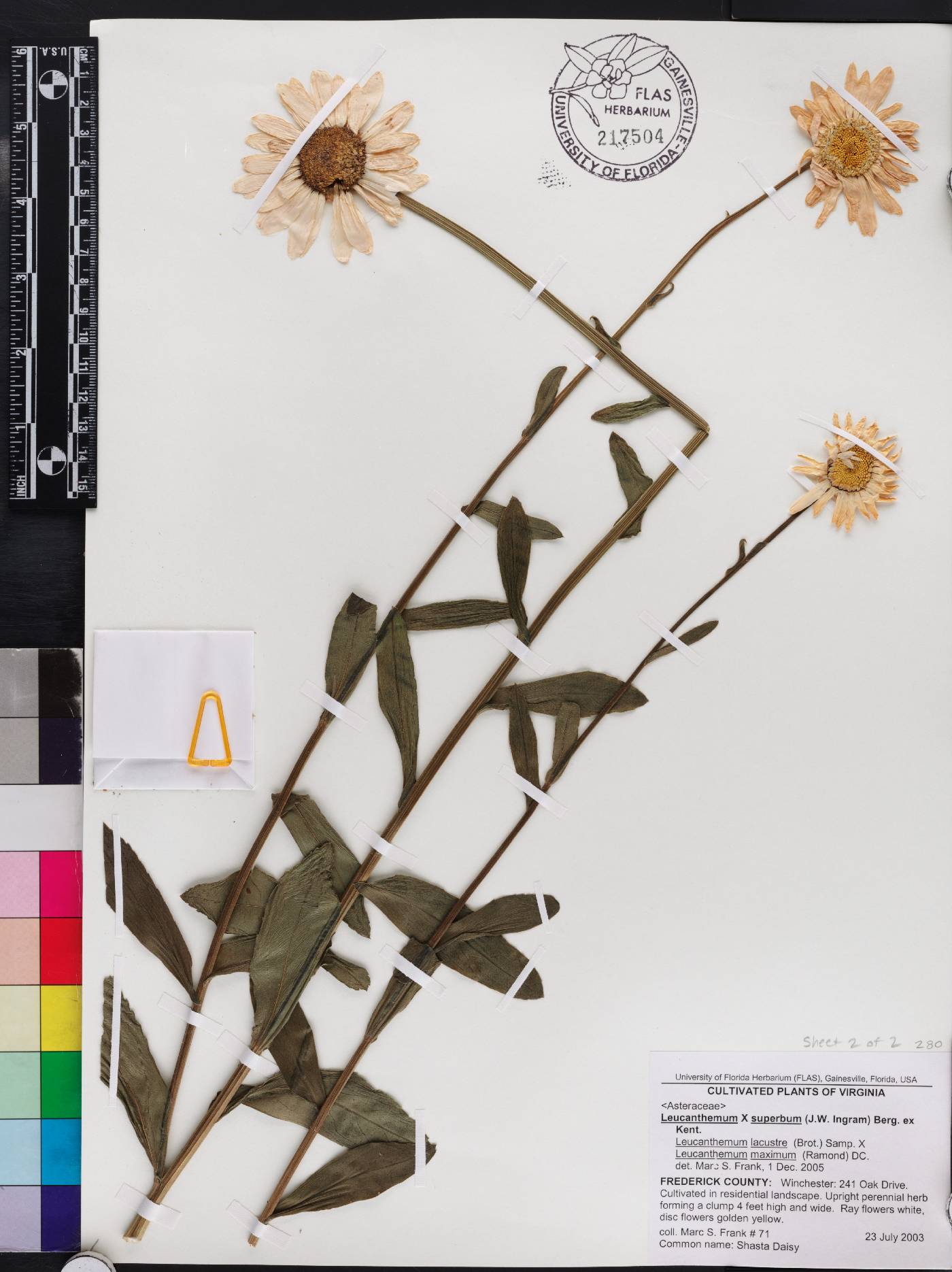 Leucanthemum x superbum image