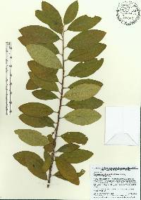 Cotoneaster frigidus image