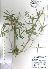 Image of Bambusa sinospinosa