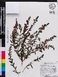 Angelonia angustifolia image