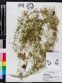 Asparagus aethiopicus image