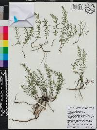 Hedeoma hyssopifolia image