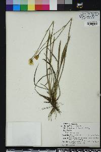 Pityopsis oligantha image