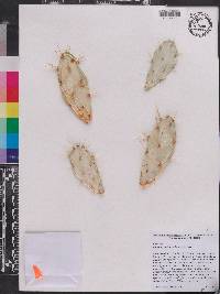 Opuntia cubensis image