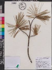 Image of Pinus armandii