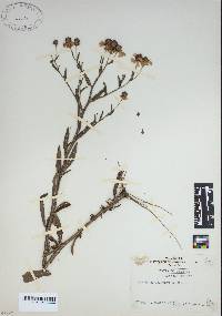 Image of Helenium polyphyllum