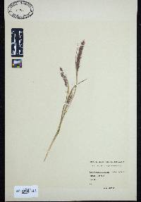 Image of Pennisetum polystachion