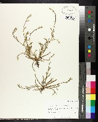 Image of Plagiobothrys trachycarpus