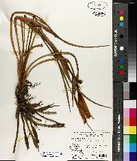 Hemerocallis lilioasphodelus image