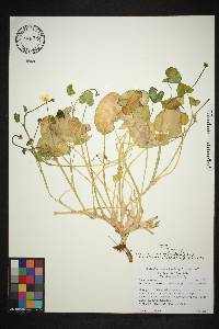 Ficaria verna subsp. ficariiformis image