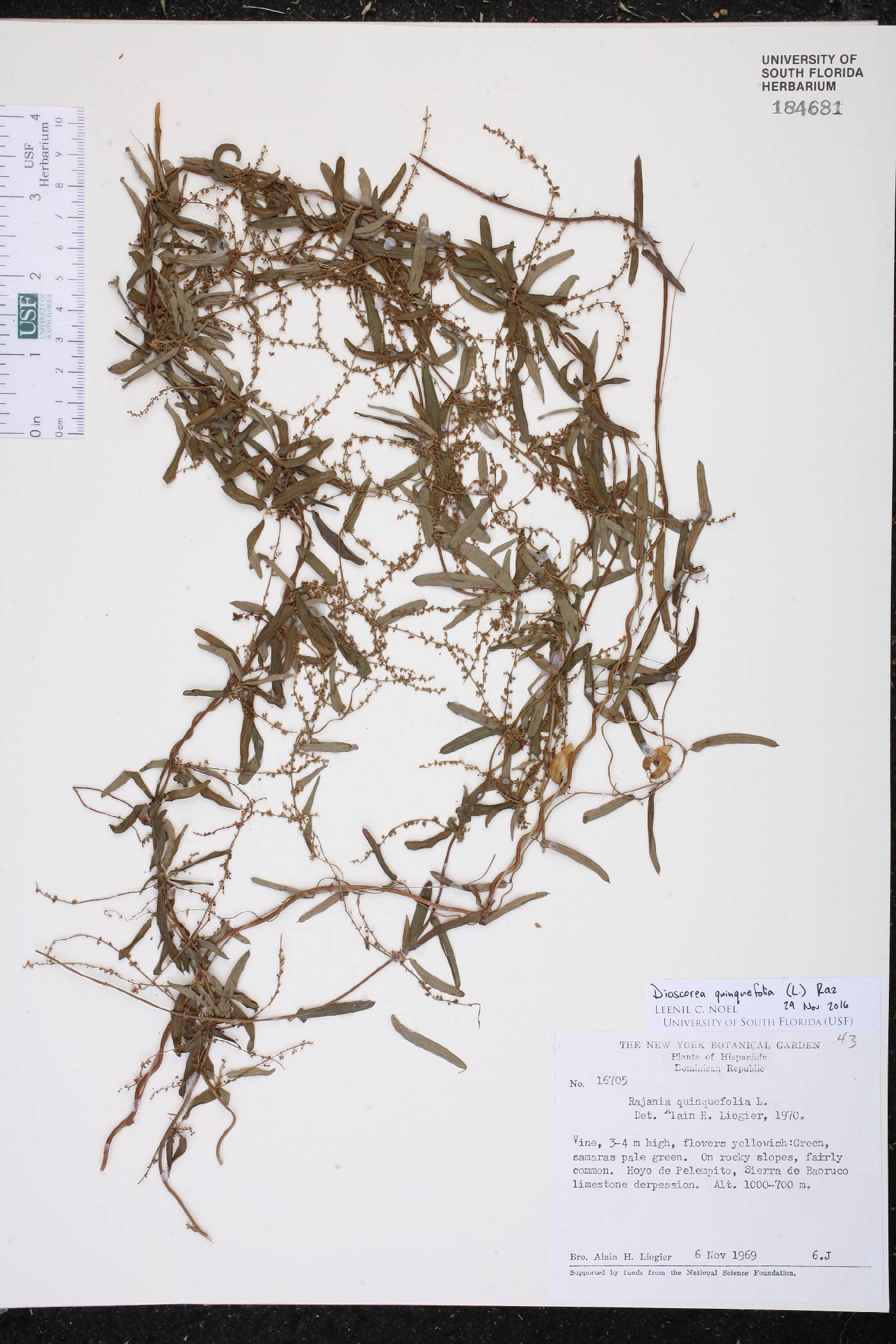 Dioscorea quinquefolia image