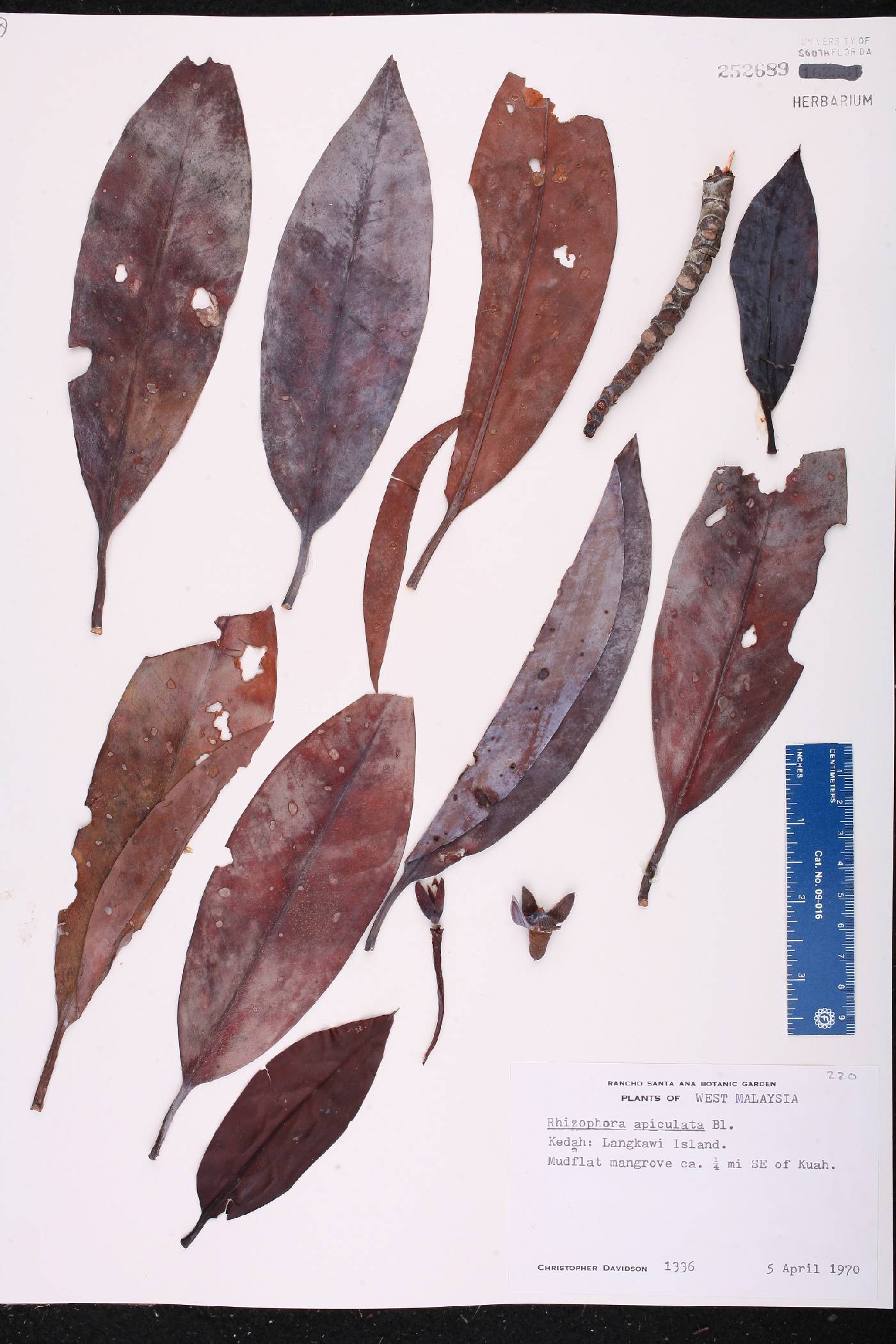 Rhizophora apiculata image