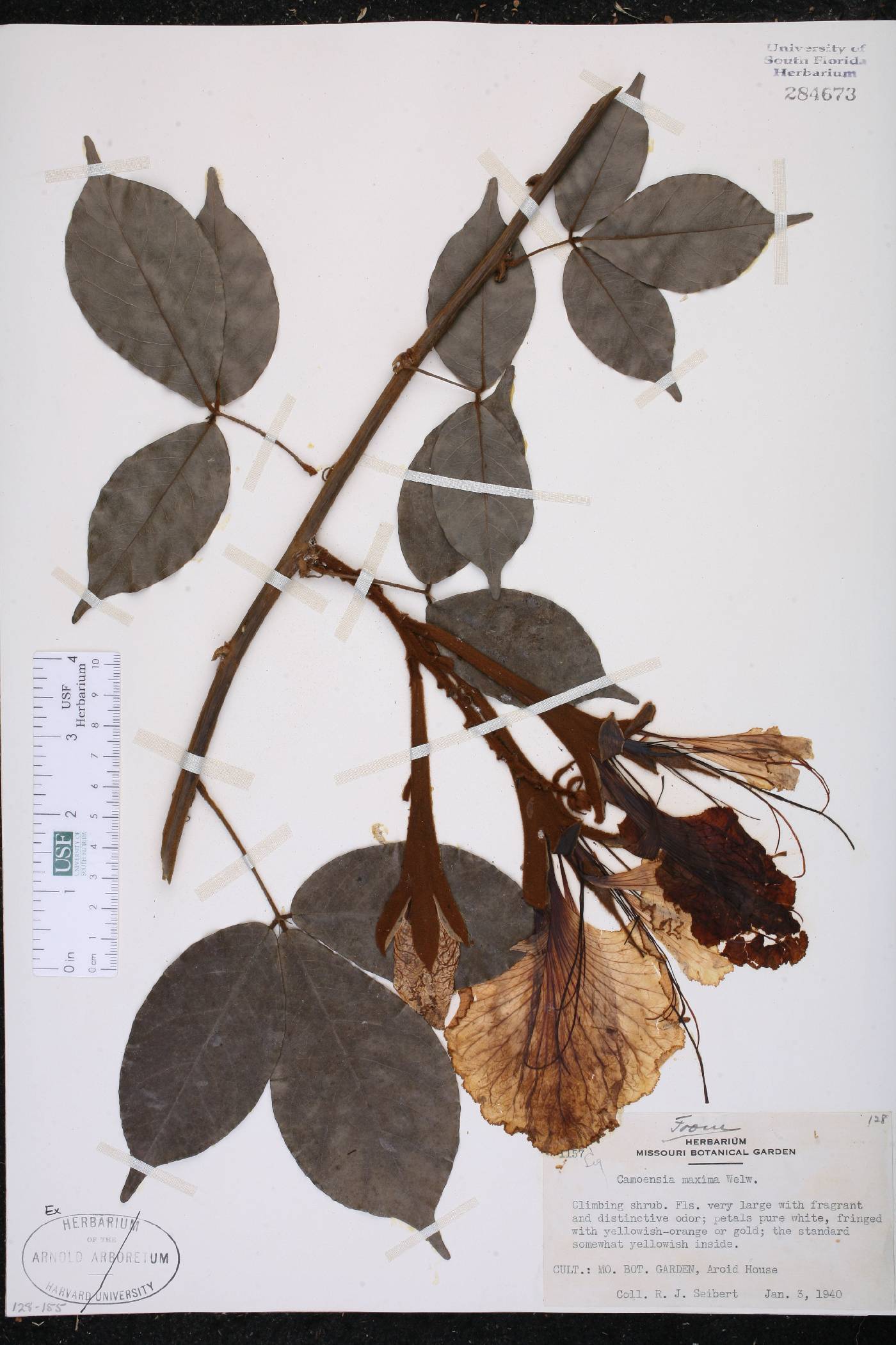 Camoensia scandens image