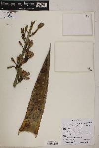 Image of Agave glomeruliflora
