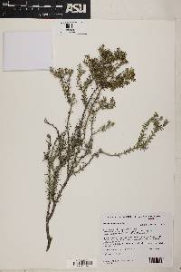 Image of Melaleuca lanceolata