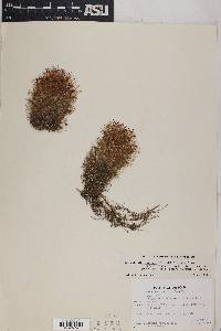Coryphantha vivipara var. vivipara image