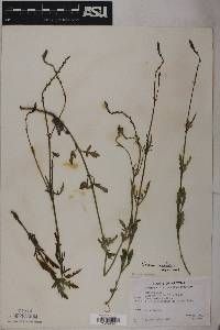 Verbena pinetorum image