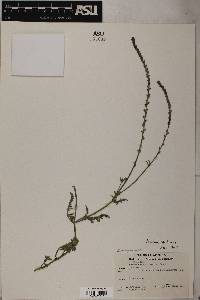 Verbena pinetorum image