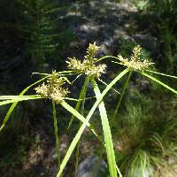 Image of Cyperus pallidicolor