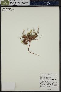 Lesquerella alpina image