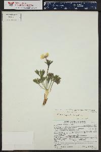 Anemone zephyra image
