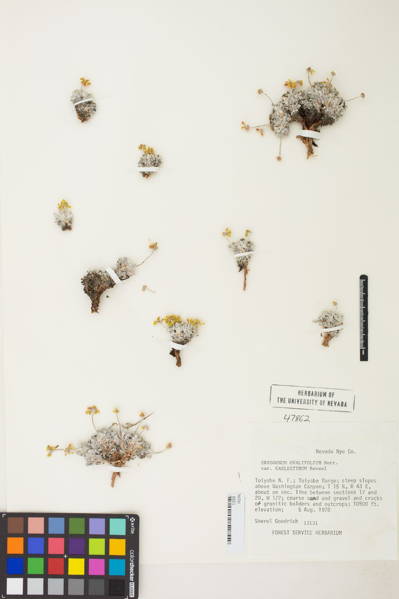 Eriogonum ovalifolium var. caelestinum image