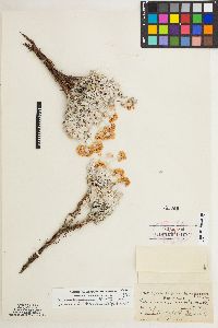 Eriogonum ovalifolium var. eximium image