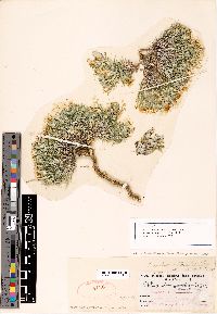 Phlox aciculifolia image
