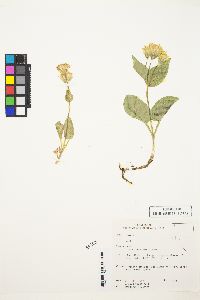 Arnica cordifolia image