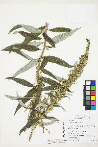 Image of Artemisia suksdorfii