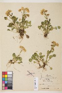 Packera streptanthifolia var. streptanthifolia image