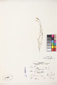 Stephanomeria exigua image