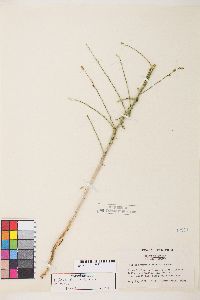 Stephanomeria virgata image