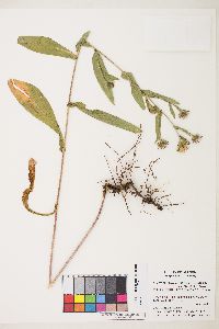 Symphyotrichum cusickii image