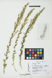 Image of Artemisia michauxiana