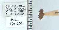 Minyomerus laticeps image
