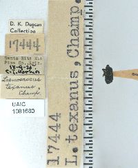 Image of Laemosaccus texanus