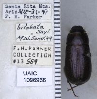 Phyllophaga bilobatata image