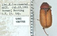 Phyllophaga latidens image