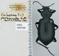 Calosoma peregrinator image