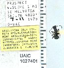 Image of Camponotus acutirostris