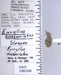 Eucyllus saesariatus image