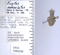 Image of Eucyllus saesariatus