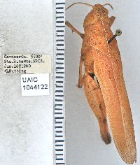 Tomonotus ferruginosus image