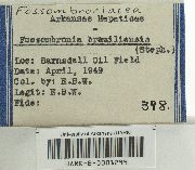 Fossombronia porphyrorhiza image