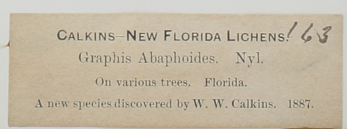 Graphis abaphoides image