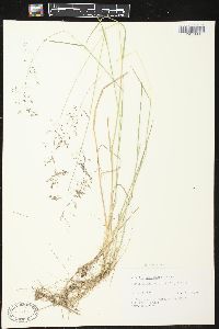 Image of Agrostis oregonensis