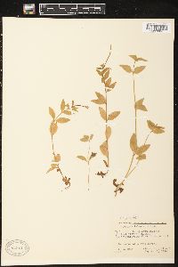 Image of Epilobium behringianum